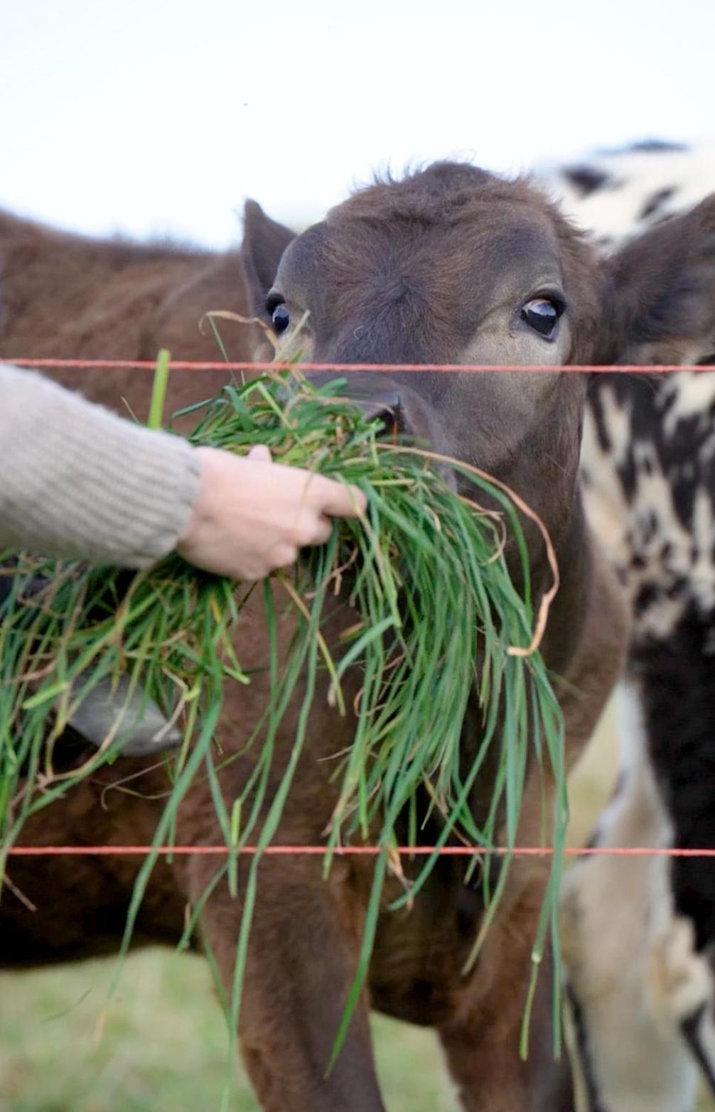 White Caps Kaikoura Farmstay ภายนอก รูปภาพ